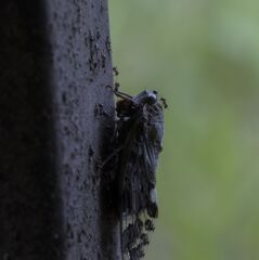 夏の終わり