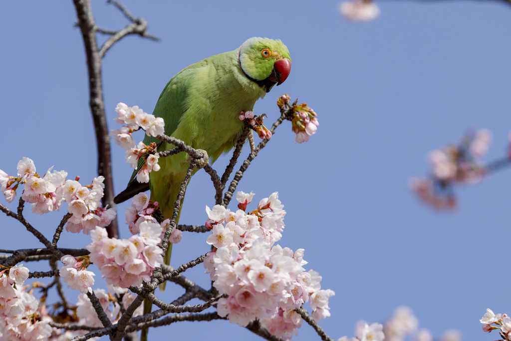 ワカケホンセイインコ