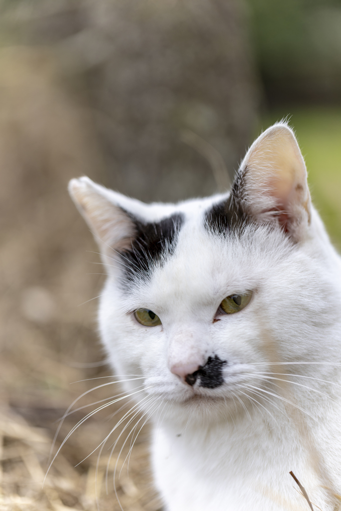 ちいきねこ