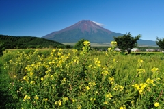 富士山には月見草がよく似合う