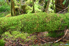 苔むす倒木