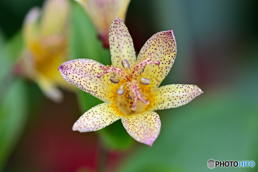 ホトトギス 金閣