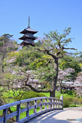 春の横浜三渓園にて
