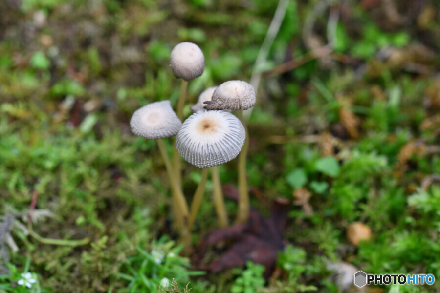 キノコと苔