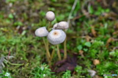 キノコと苔