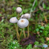 キノコと苔