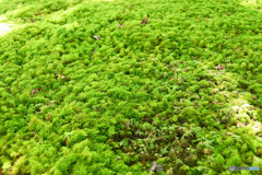 シノブゴケ類の群落