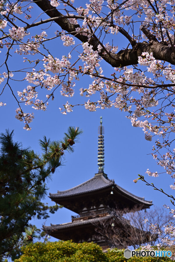 春の横浜三渓園