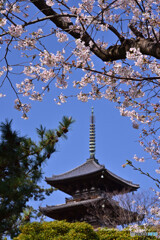 春の横浜三渓園