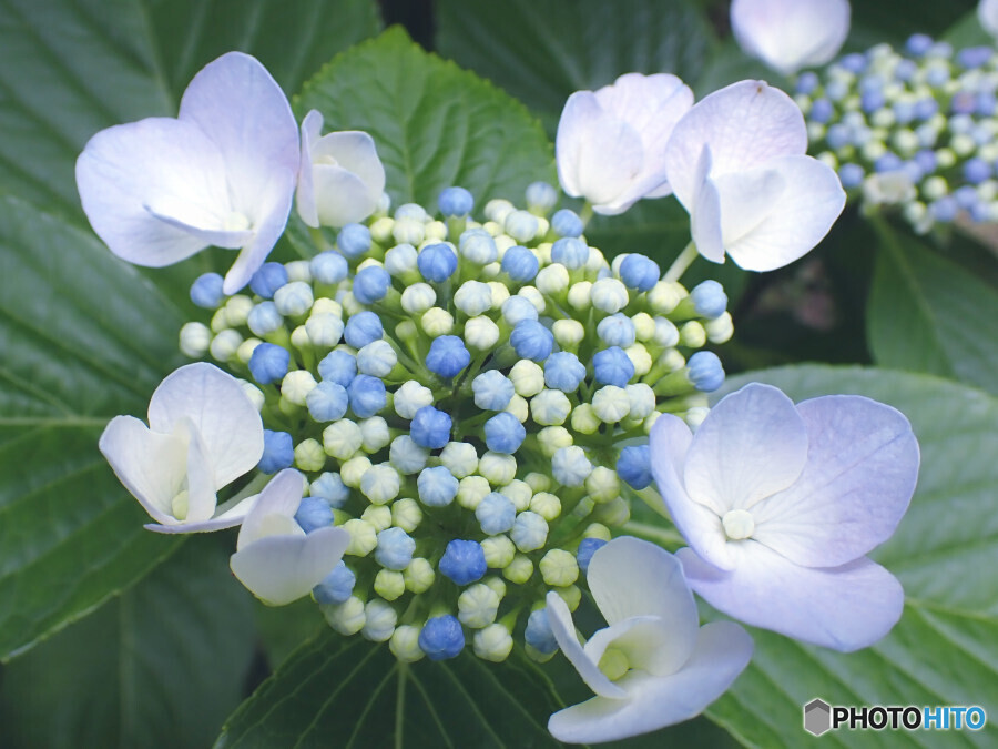 近所の紫陽花