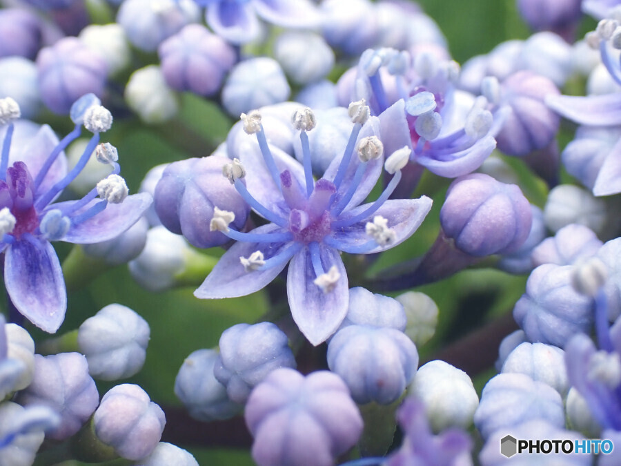 近所の紫陽花