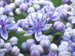 近所の紫陽花