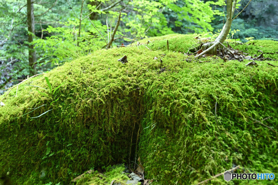 苔むす大岩
