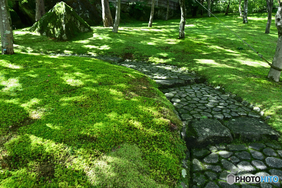 苔庭の石畳