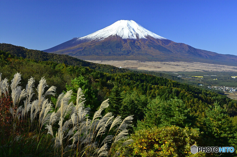 ススキと富士山
