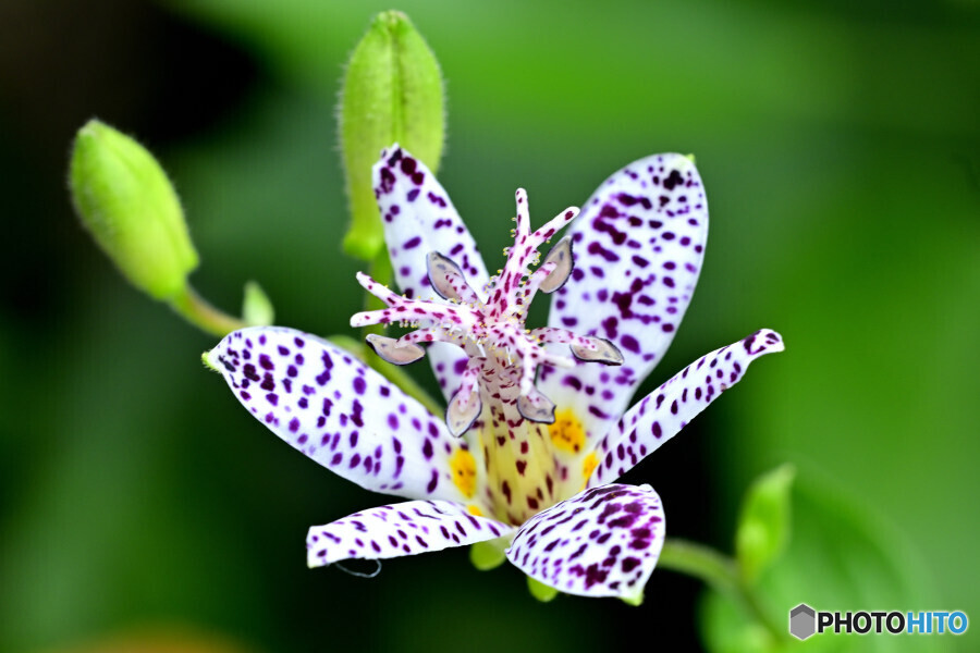 ホトトギス 富士の雪