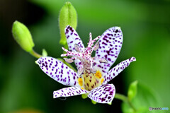 ホトトギス 富士の雪