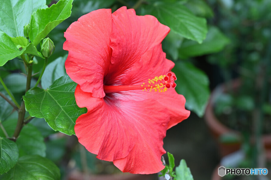 アドニスレッド