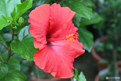 アドニスレッド