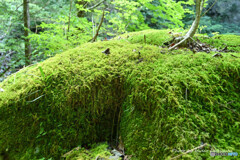 苔むす大岩