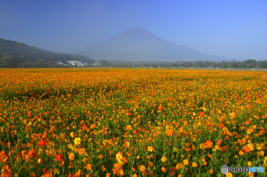 黄花コスモスと霞む富士山