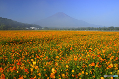 黄花コスモスと霞む富士山