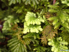 ダチョウゴケ ダチョウゴケ