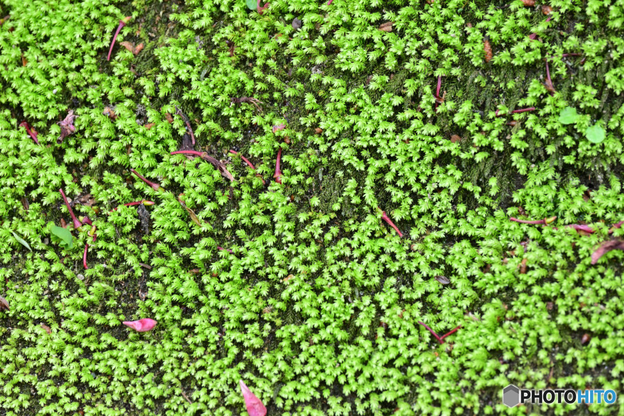コバノチョウチンゴケ