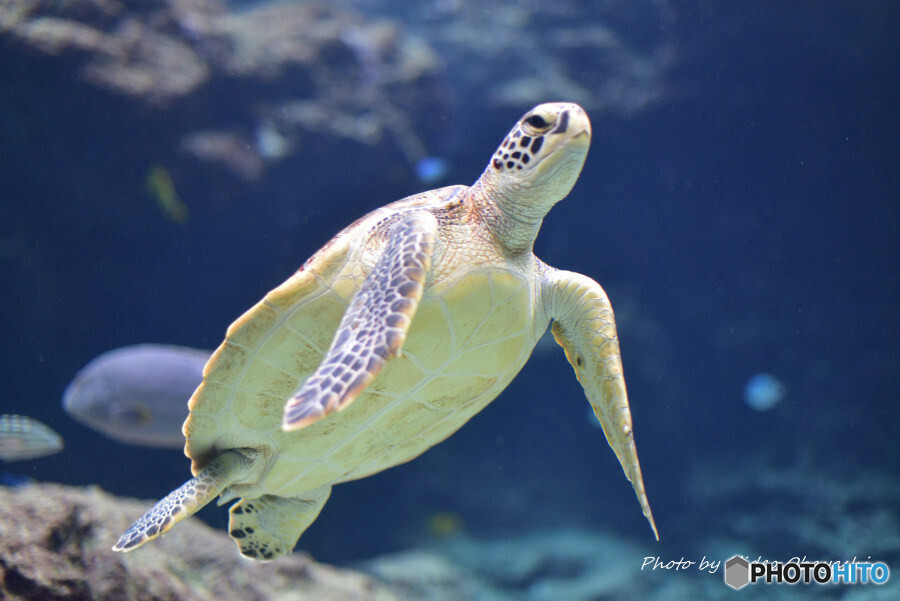 美ら海水族館にて1