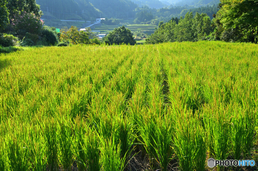 荒原の棚田