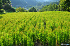 荒原の棚田