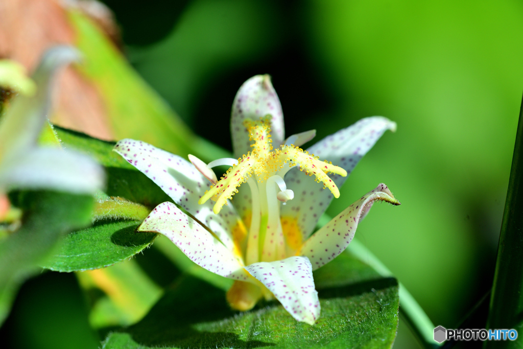 ホトトギス 天の川