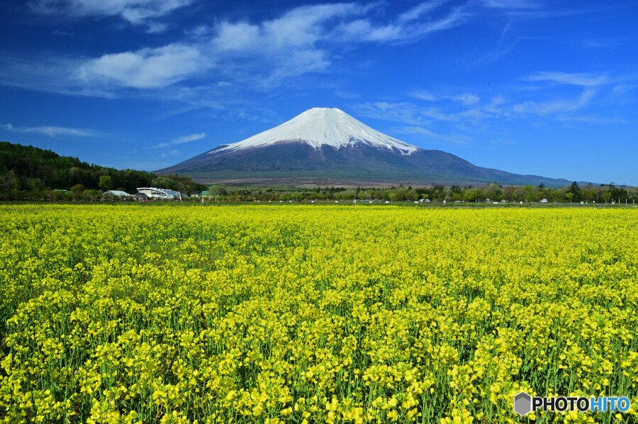 キガラシと富士山
