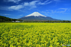 キガラシと富士山