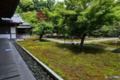 鎌倉長寿寺の苔庭