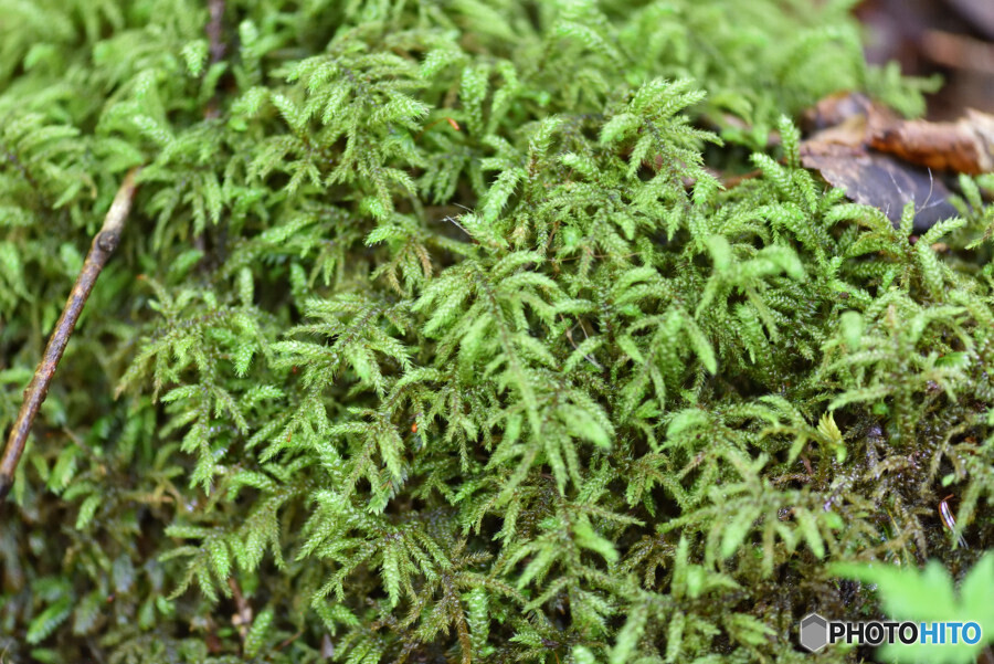 フトリュウビゴケ