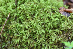 フトリュウビゴケ