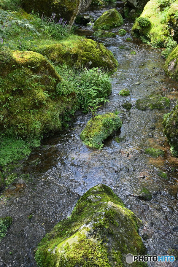 苔庭入口の小渓谷