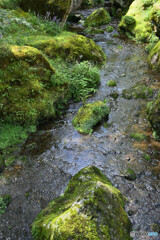 苔庭入口の小渓谷