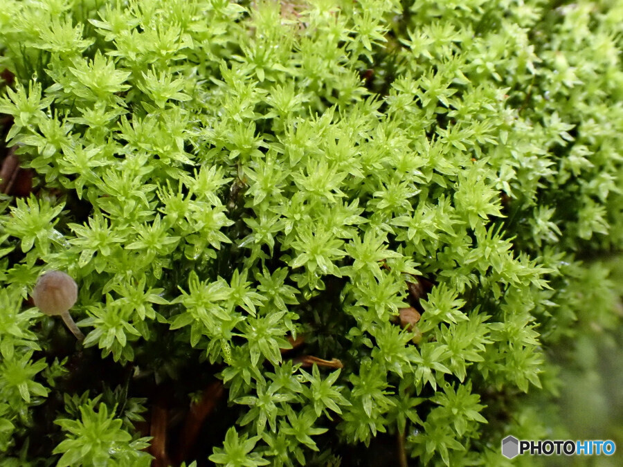 エゾチョウチンゴケ