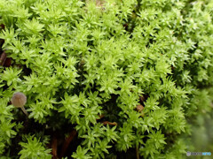 エゾチョウチンゴケ