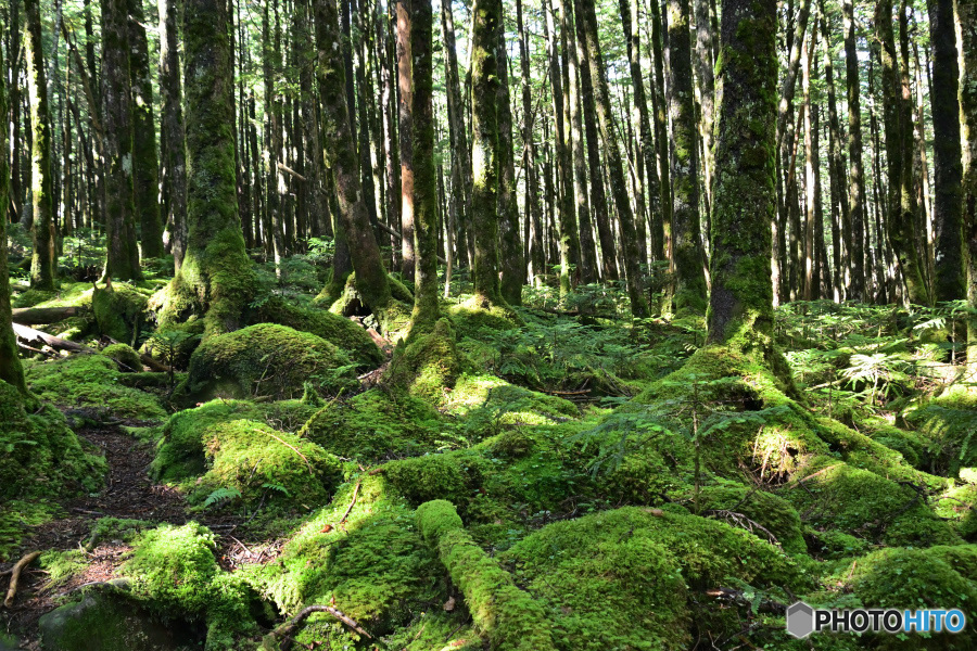 苔むす丸山の森周辺