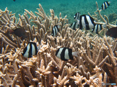 ミスジリュウキュウスズメダイ