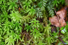 ホソバミズゴケ