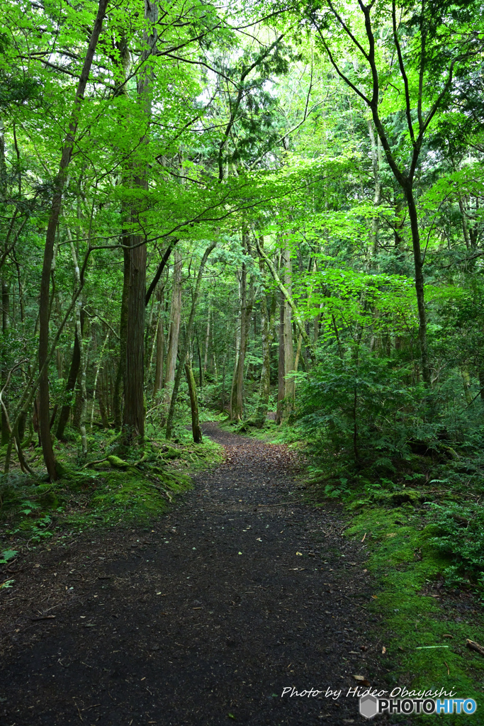 青木ヶ原樹海の遊歩道