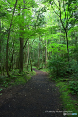 青木ヶ原樹海の遊歩道