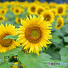 ヒマワリ
