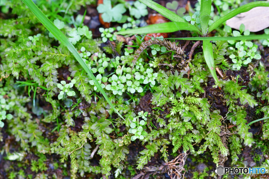 苔二種