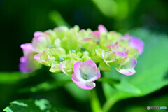 近所の紫陽花