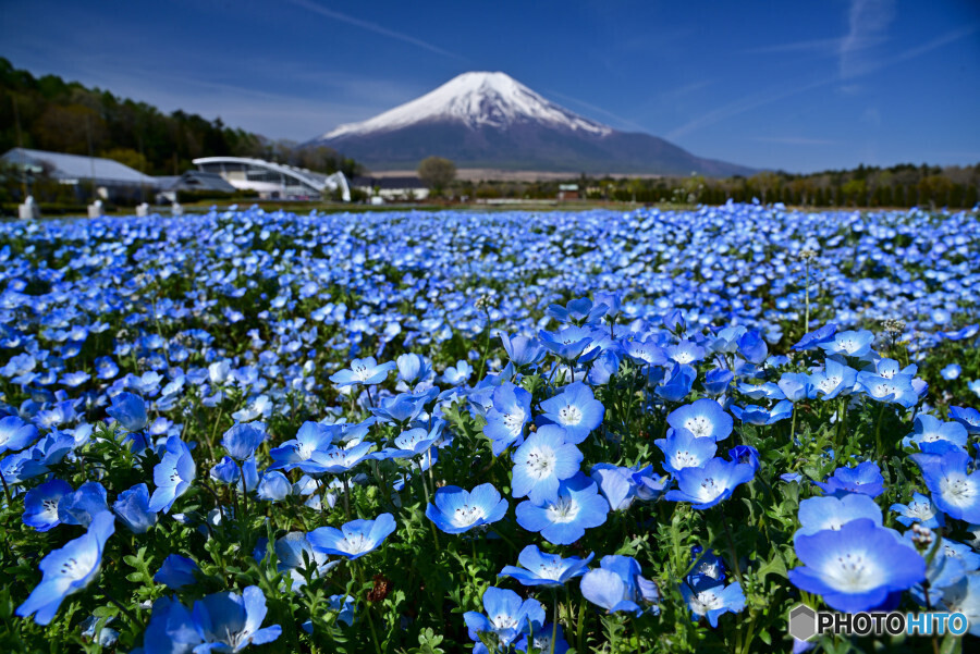 ネモフィラと富士山